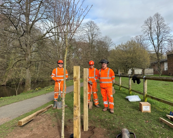 Three people planting a tree