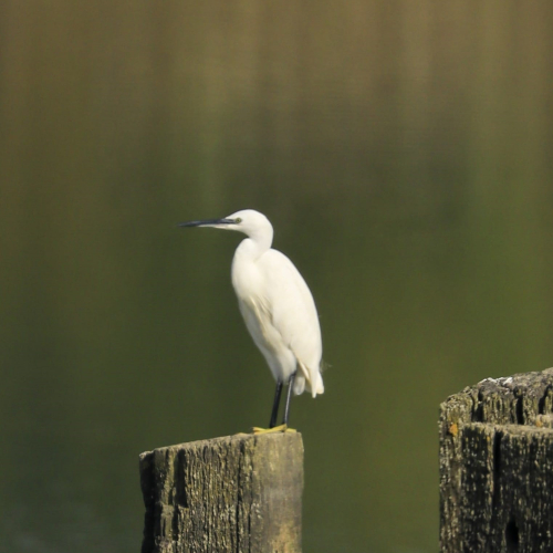RTWE birds 2.jpg