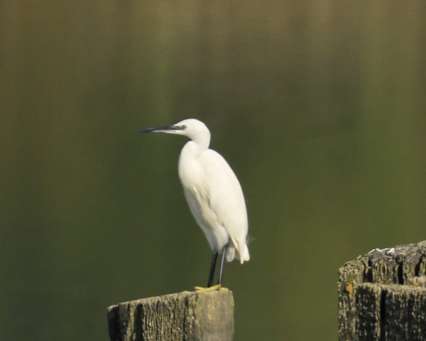 RTWE birds 2.jpg