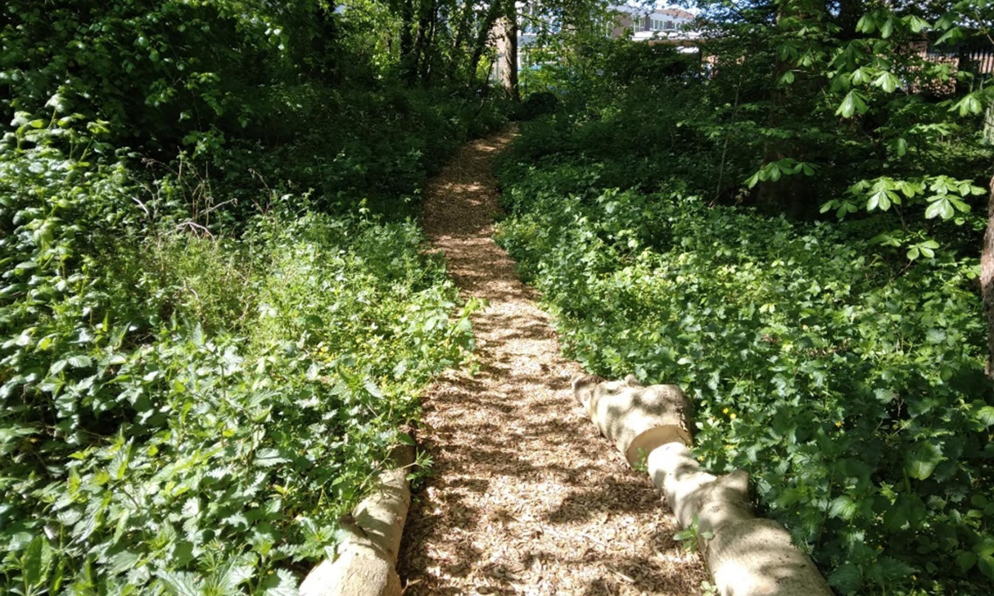 A path in the woods